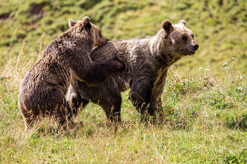 Geschwisterpaar darf sich im Arosa Bärenland neu kennenlernen - newsonline24 Geschwisterpaar darf sich im Arosa Bärenland neu kennenlernen - newsonline24